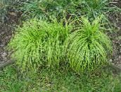 foto Vrtne Biljke Carex, Šaš trave (žitarice) zelena