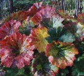 снимка Градински цветя Чадър Растение, Индийски Ревен декоративни листни, Peltiphyllum, Darmera пъстър