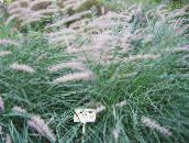 fotografie Záhradné rastliny Čínština Fontána Tráva, Pennisetum traviny zelená
