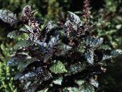 fotografija Vrtne Rastline Bazilika okrasna listnata, Ocimum basilicum temno-zelena