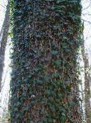 nuotrauka Sodo Augalai Anglų Gebenė, Bendra Ivy lapinės dekoratyviniai augalai, Hedera žalias