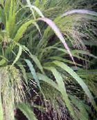 foto Plantas de Jardim Amo Grama cereais, Eragrostis luz verde