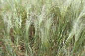 снимка Градински цветя Обичам Трева житни, Eragrostis светло-зелен