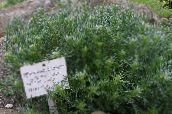 Artemisia Nano