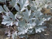 foto Trädgårdsväxter Gråbo Dvärg dekorativbladiga, Artemisia gyllene