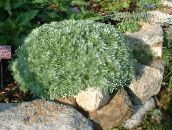 fotografie Záhradné rastliny Paliny Trpaslík dekoratívne a listnaté, Artemisia zlatý
