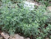 fénykép Kerti Növények Üröm, Fekete Üröm gabonafélék, Artemisia ezüstös