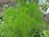 világos zöld Prangos Trifida, Cachrys Alpina Leveles Dísznövények