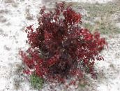kuva Puutarhakasvit Red-Haukkui Dogwood, Yhteinen Dogwood, Cornus viinimäinen