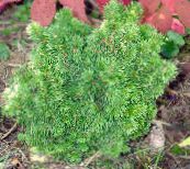 foto Dārza Augi Alberta Egle, Black Hills Egle, Balta Egle, Kanādas Egle, Picea glauca zaļš