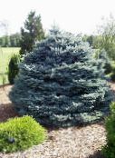 gyllene Colorado Blue Spruce