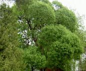 фото Садовые Растения Ива, Salix светло-зеленый