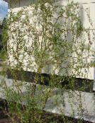 снимка Градински цветя Върба, Salix зелен