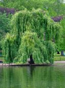 снимка Градински цветя Върба, Salix зелен