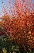 fénykép Kerti Növények Fűz, Salix burgundia