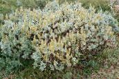 снимка Градински цветя Върба, Salix златист