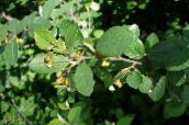foto Gartenpflanzen Hedge-Zwergmispel, Europäische Zwergmispel, Cotoneaster grün