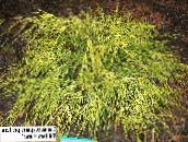 photo Garden Plants Sawara cypress, Sawara False Cypress, Boulevard Cypress, Blue Moss Cypress, Chamaecyparis pisifera yellow