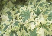 foto Haveplanter Ahorn, Acer flerfarvet