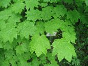 fotografie Záhradné rastliny Javor, Acer svetlo-zelená