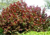 фото Садовые Растения Лещина, Corylus бордовый