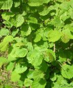 снимка Градински цветя Леска, Corylus зелен