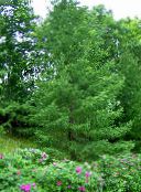 fotografie Záhradné rastliny Smrekovec, Larix zelená