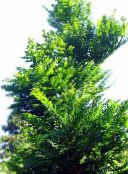 fénykép Kerti Növények Hajnalban Vörösfenyő, Metasequoia zöld