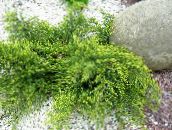 nuotrauka Sodo Augalai Kadagys, Sabina, Juniperus žalias