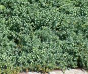 foto Le piante da giardino Ginepro, Sabina, Juniperus azzurro
