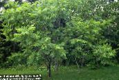 kuva Puutarhakasvit Saksanpähkinä, Juglans vihreä