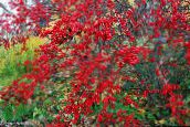 снимка Градински цветя Холи, Черна Елша, American Холи, Ilex червен