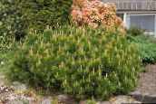 foto Le piante da giardino Pino, Pinus verde
