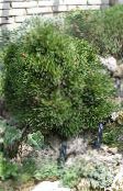 снимка Градински цветя Бор, Pinus тъмно-зелен