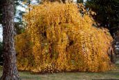 kuva Puutarhakasvit Katsura Tree, Cercidiphyllum keltainen