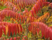 фото Садовые Растения Сумах пушистый, или оленерогий (Уксусное дерево), Rhus typhina красный