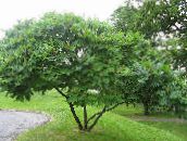 фото Садовые Растения Сумах пушистый, или оленерогий (Уксусное дерево), Rhus typhina зеленый