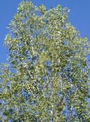 foto Trädgårdsväxter Cottonwood, Poppel, Populus ljus-grön
