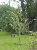 photo des plantes de jardin Chosenia clair-vert