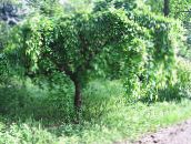 foto Haveplanter Mulberry, Morus grøn