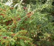 kuva Puutarhakasvit Happomarjapensas, Japanilainen Happomarjapensas, Berberis thunbergii vihreä