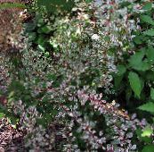 foto Plantas de Jardim Barberry, Barberry Japonês, Berberis thunbergii multicolorido