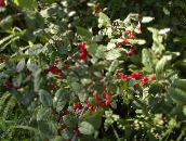 foto Plantas de Jardim Baga Búfalo Prata, , Soapberry Foamberry, Soopalollie, Buffaloberry Canadense, Shepherdia verde