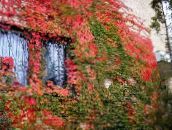 fotografie Zahradní rostliny Boston Břečťan, Virginia Liána, Woodbine, Parthenocissus červená