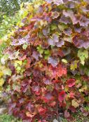 фото Садові Рослини Виноград Амурський, Vitis amurensis зелений