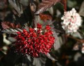 фото Садовые Растения Пузыреплодник калинолистный, Physocarpus opulifolius бордовый