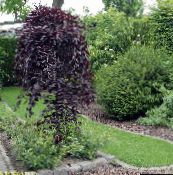 foto Le piante da giardino Betulla, Betula vinoso