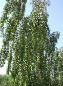 снимка Градински цветя Бреза, Betula зелен