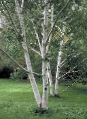 foto Gartenpflanzen Birke, Betula grün