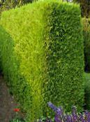 foto Tuinplanten Leylandcipres, Cupressocyparis geel
